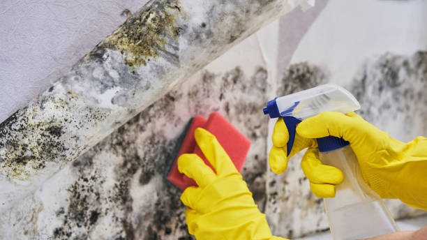 Best Mold Remediation for Specific Building Types in Comstock Park, MI